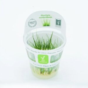 Eleocharis montevidensis [Tc]