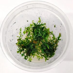Bolbitis heudelotii [Tc]