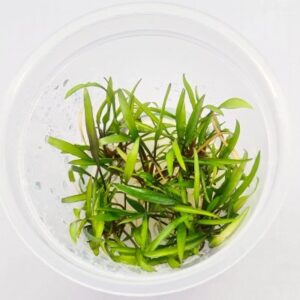 Cryptocoryne wendtii 'Green'[Tc]