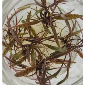 Cryptocoryne Nurii [TC]