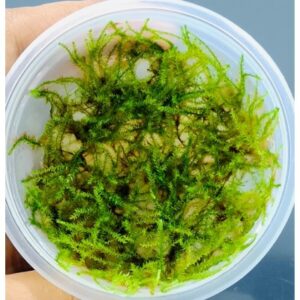 Vesicularia montagnei 'Christmas Moss' [TC]