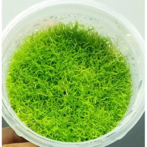 Utricularia graminifolia [Tc]