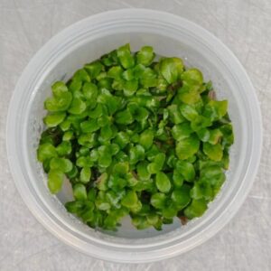 Ludwigia sphaerocarpa [TC]