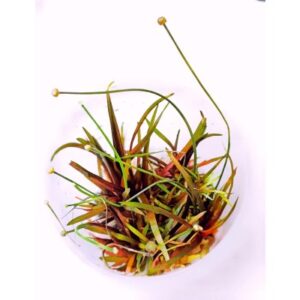 Eriocaulon quinquangulare [TC]