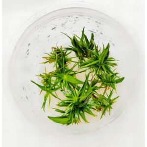 Syngonanthus sp. 'Belem'[TC]
