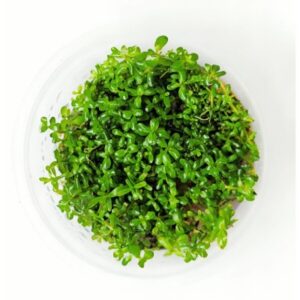 Rotala rotundifolia 'Orange Juice'[TC]
