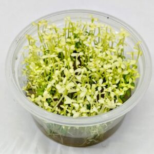 Bacopa Monnieri Platinum
