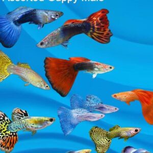 Guppy Fish Male 3cm