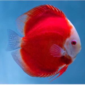 Super Red Discus 10cm