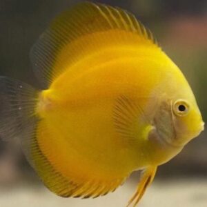 Yellow Discus 10cm