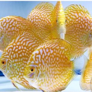 Yellow Pigeon Discus 10cm