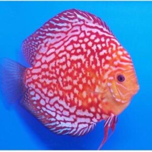 Red Pigeon Discus 10cm