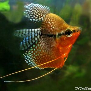 Balloon Pearl Gourami