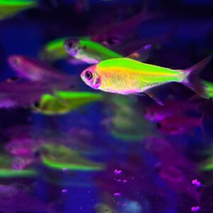 Pistela Tetra Green
