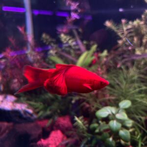 Blood Red Cauli Sword Tail