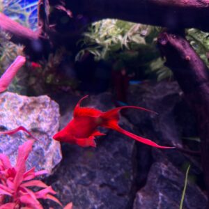 SWORDTAIL BLOODRED HIGHFIN BALLOON