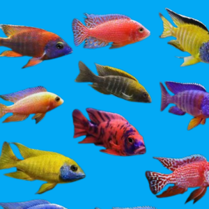 Malawi Cichilds Mix 10 Cm