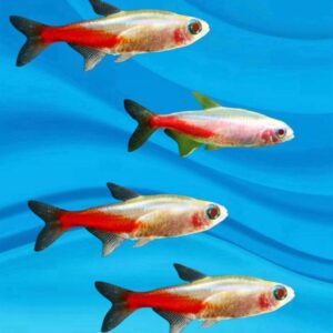 Albino Neon Tetra